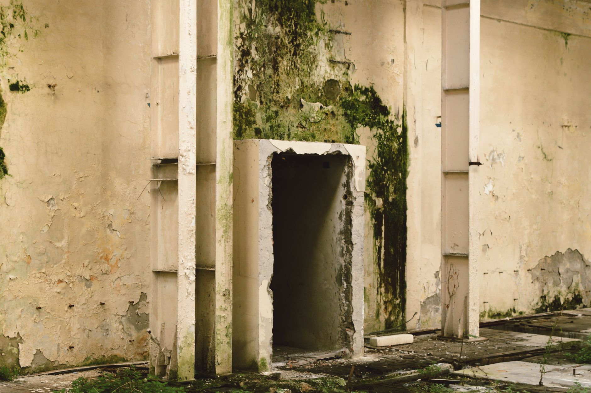 Mold Removal Hero Section Largo